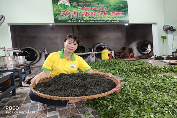 Top 10 Địa Chỉ Mua Trà Thái Nguyên Ngon Chính Gốc Năm 2023