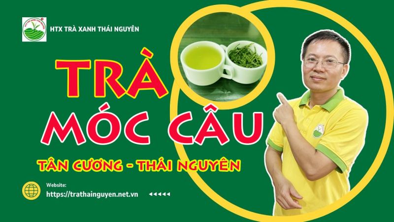 Trà Móc Câu Thái Nguyên được chế biến từ loại chè nào?