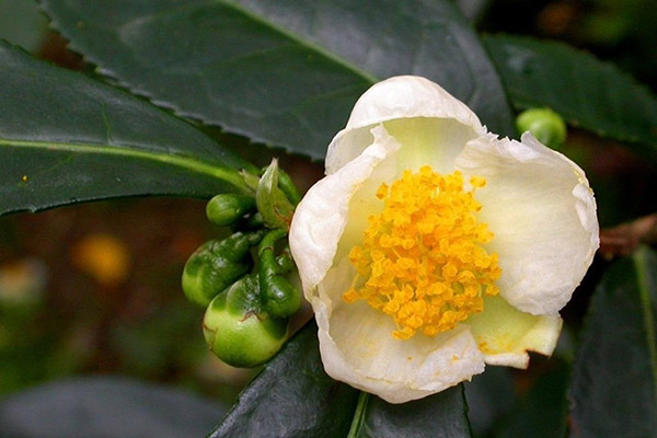 10 Lợi ích tuyệt vời của Nụ trà xanh Thái Nguyên cho sức khỏe