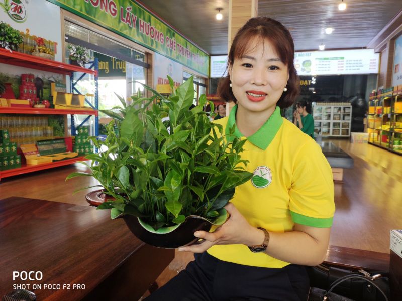 chè Thái Nguyên có đắt đỏ hơn so với chè từ các vùng khác?