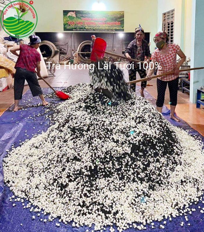 Top 10+ Tác Dụng Của Chè Hoa Nhài Với Sức Khỏe