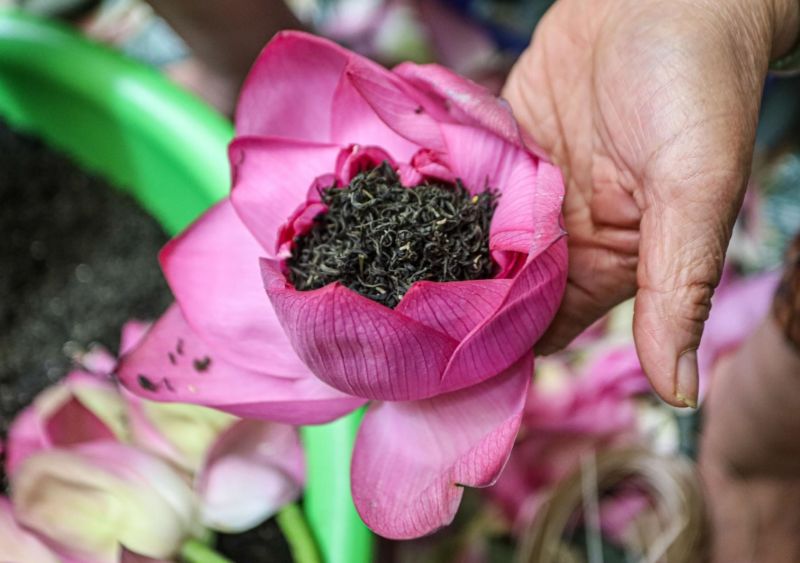 Trà Sen Hồ Tây giá bao nhiêu? Hé lộ bí quyết làm nên "Thiên cổ đệ nhất trà"