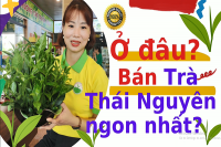 Nào Để Trưng Bày Hộp Trà Đinh Thái Nguyên Vừa Sang Trọng